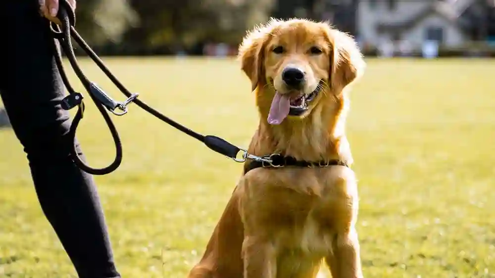 dog harness